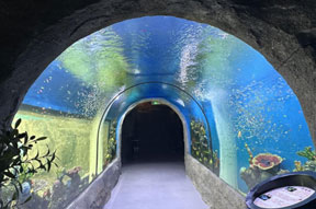 渔旅同鲟水族馆